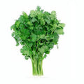 Cilantro (paquete)